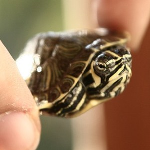 Little Dude Is Terrified Photo Credit: ⊰◖iFhe◗⊱ via Compfight cc